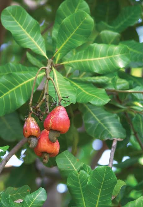 Cashew Nut Plants — Cashew sapling available at Agro Nursery Garden